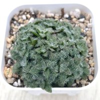 多肉植物 クラッスラ トランスバール 2.5寸苗