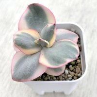 ●多肉植物 エケベリア スヨン錦 2.5寸苗