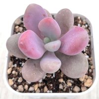 ●多肉植物 グラプトペタルム アメジスティナム 2.5寸苗