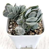 多肉植物 クラッスラ アイボリーパゴダ 2.5寸苗