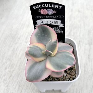画像2: ●多肉植物 エケベリア スヨン錦 2.5寸苗