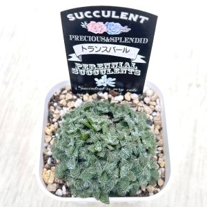 画像2: 多肉植物 クラッスラ トランスバール 2.5寸苗