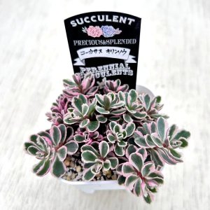 画像2: 多肉植物 セダム コーカサスキリンソウ トリカラー 2.5寸苗