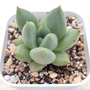 画像1: ●多肉植物 エケベリア リップスティック×エボニー 2.5寸苗