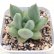 画像1: ●多肉植物 エケベリア リップスティック×エボニー 2.5寸苗 (1)