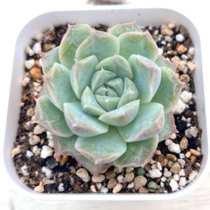 画像1: ●多肉植物 エケベリア ピーチフレグランス 2.5寸苗