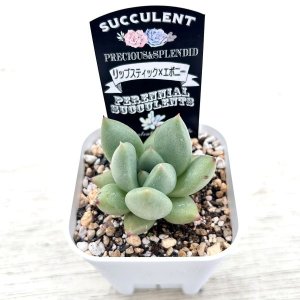 画像2: ●多肉植物 エケベリア リップスティック×エボニー 2.5寸苗