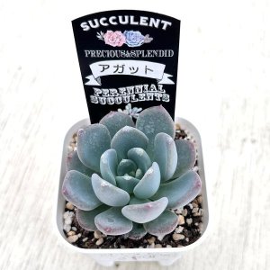 画像2: ●多肉植物 エケベリア アガット 2.5寸苗