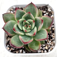 ●多肉植物 エケベリア モナ 2.5寸苗