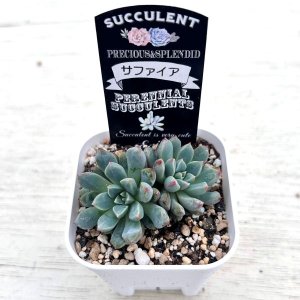画像2: ●多肉植物 エケベリア サファイア 2.5寸苗
