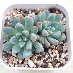 画像1: ●多肉植物 エケベリア サファイア 2.5寸苗