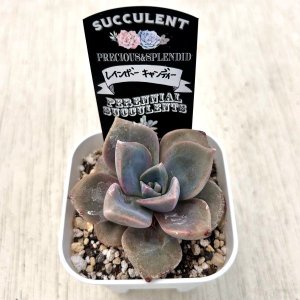画像2: ●多肉植物 エケベリア レインボーキャンディー 2.5寸苗