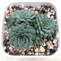 ●多肉植物 エケベリア スモールレッドデージー 2.5寸苗