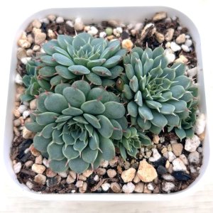 画像1: ●多肉植物 エケベリア スモールレッドデージー 2.5寸苗
