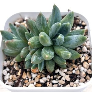 画像1: ●多肉植物 エケベリア カラフルスター 2.5寸苗