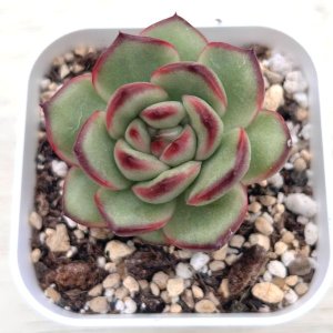 画像1: ●多肉植物 エケベリア モンブラン 2.5寸苗