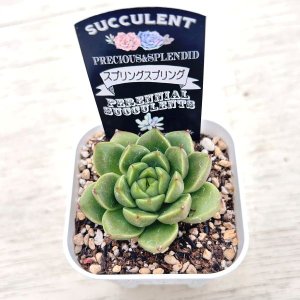 画像2: ●多肉植物 エケベリア スプリングスプリング 2.5寸苗