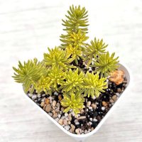 多肉植物 ペトロセダム ゴールドアンジェ 2.5寸苗