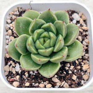 画像1: ●多肉植物 エケベリア スプリングスプリング 2.5寸苗