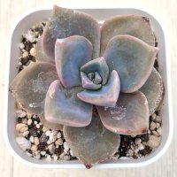 ●多肉植物 エケベリア レインボーキャンディー 2.5寸苗
