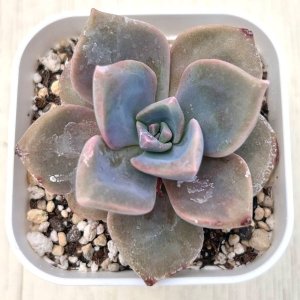 画像1: ●多肉植物 エケベリア レインボーキャンディー 2.5寸苗
