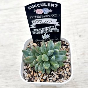 画像2: ●多肉植物 エケベリア カラフルスター 2.5寸苗