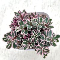 多肉植物 セダム コーカサスキリンソウ トリカラー 2.5寸苗