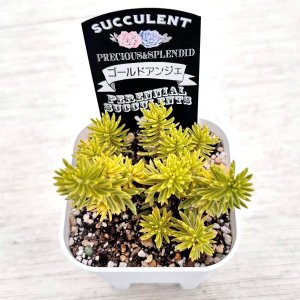 画像2: 多肉植物 ペトロセダム ゴールドアンジェ 2.5寸苗