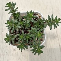 多肉植物 セダム ピンキー 2.5寸苗