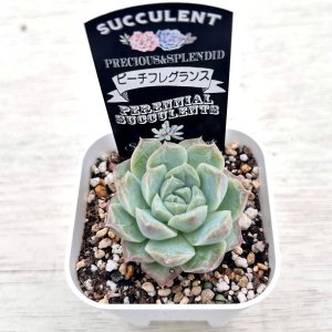 画像2: ●多肉植物 エケベリア ピーチフレグランス 2.5寸苗