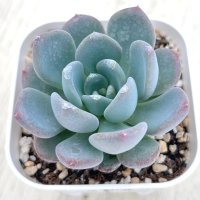 ●多肉植物 エケベリア アガット 2.5寸苗