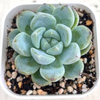 ●多肉植物 エケベリア スイートスプリング 2.5寸苗