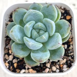 画像1: ●多肉植物 エケベリア スイートスプリング 2.5寸苗