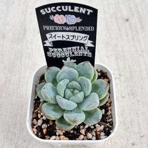 画像2: ●多肉植物 エケベリア スイートスプリング 2.5寸苗