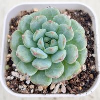 ●多肉植物 エケベリア ハニ 2.5寸苗