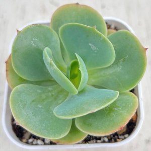 画像1: ●多肉植物 エケベリア クリーミーピーチプリデ 2.5寸苗