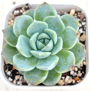 画像1: ●多肉植物 エケベリア スノーシェル 2.5寸苗