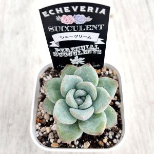 画像2: ●多肉植物 エケベリア シュークリーム（クリームパフ) 2.5寸苗