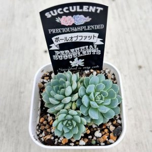 画像2: ●多肉植物 エケベリア ボールオブファット 2.5寸苗