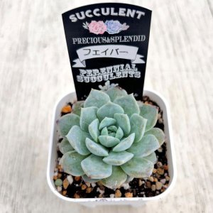 画像2: ●多肉植物 エケベリア フェイバー 2.5寸苗