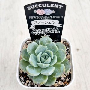 画像2: ●多肉植物 エケベリア スノーシェル 2.5寸苗