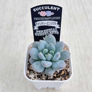 画像2: ●多肉植物 エケベリア キャンディーエンジェル 2.5寸苗