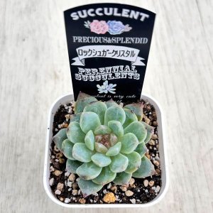 画像2: ●多肉植物 エケベリア ロックシュガークリスタル 2.5寸苗