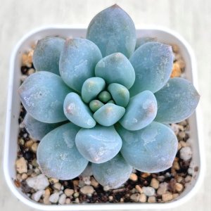 画像1: ●多肉植物 エケベリア キャンディーエンジェル 2.5寸苗