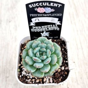 画像2: ●多肉植物 エケベリア ハニ 2.5寸苗