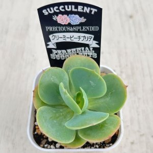 画像2: ●多肉植物 エケベリア クリーミーピーチプリデ 2.5寸苗