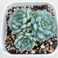 ●多肉植物 エケベリア ボールオブファット 2.5寸苗