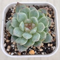 ●多肉植物 エケベリア ロックシュガークリスタル 2.5寸苗