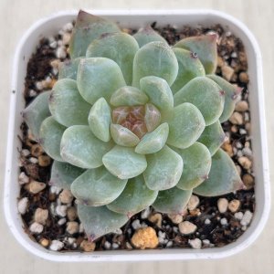 画像1: ●多肉植物 エケベリア ロックシュガークリスタル 2.5寸苗