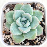 ●多肉植物 エケベリア シュークリーム（クリームパフ) 2.5寸苗